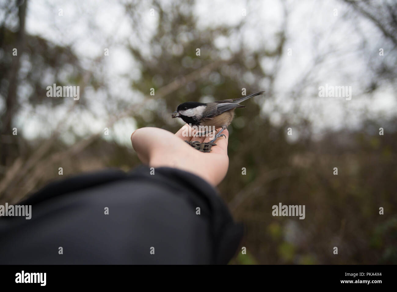 Bird eating from hand hires stock photography and images Alamy