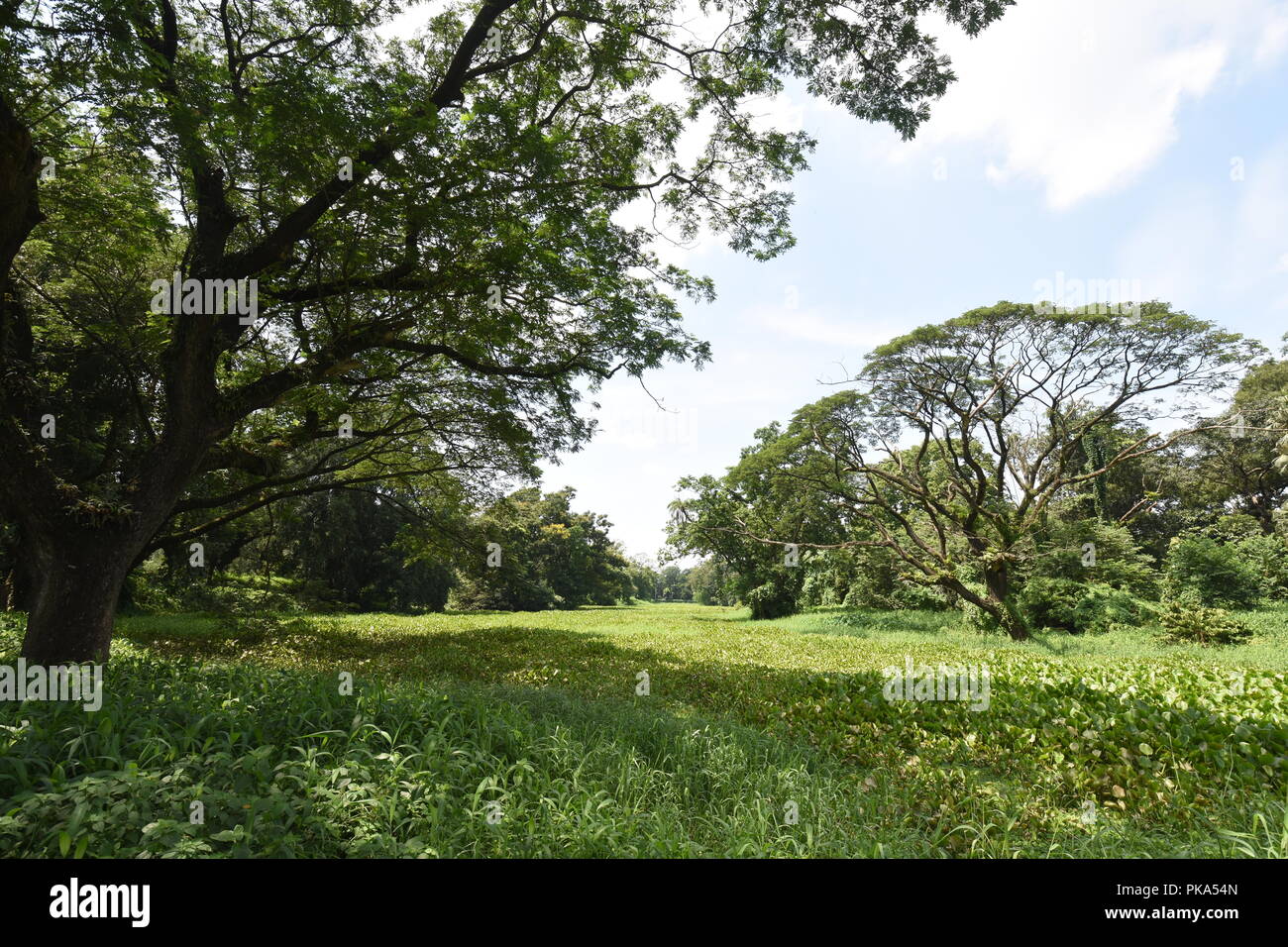 Prain Lake at the AJC Bose Indian Botanic Garden, Howrah, Kolkata, India Stock Photo