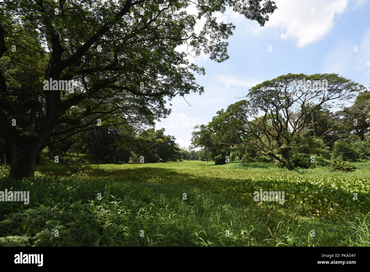 Prain Lake at the AJC Bose Indian Botanic Garden, Howrah, Kolkata, India Stock Photo