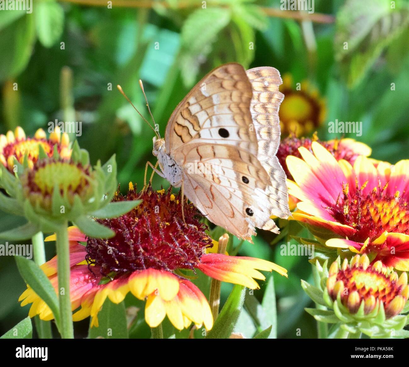 Variegated Fritillary butterfly on hanging out on flowers in butterfly ...