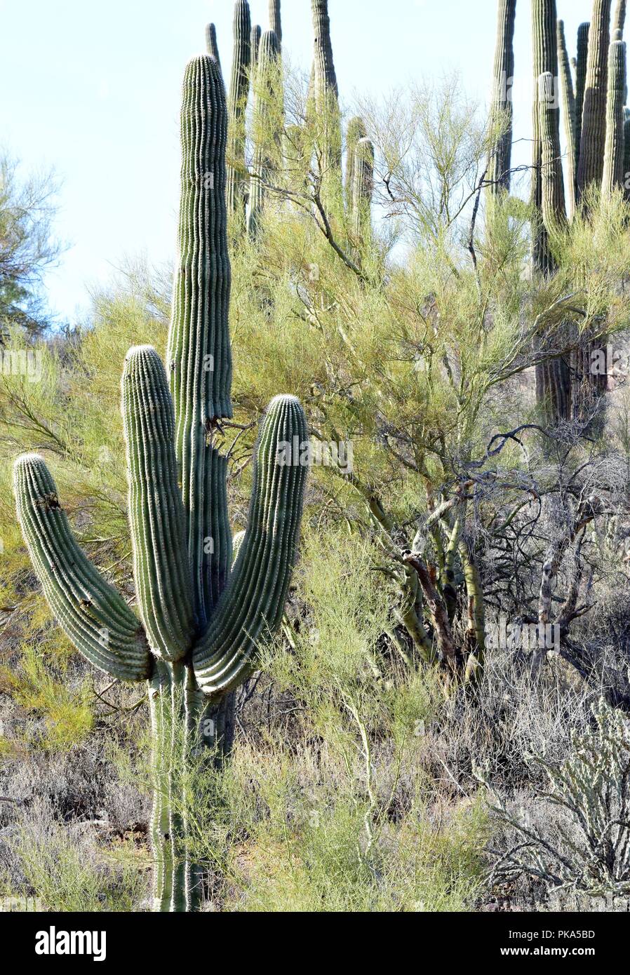 Tall cactus plants sonoran desert hires stock photography and images