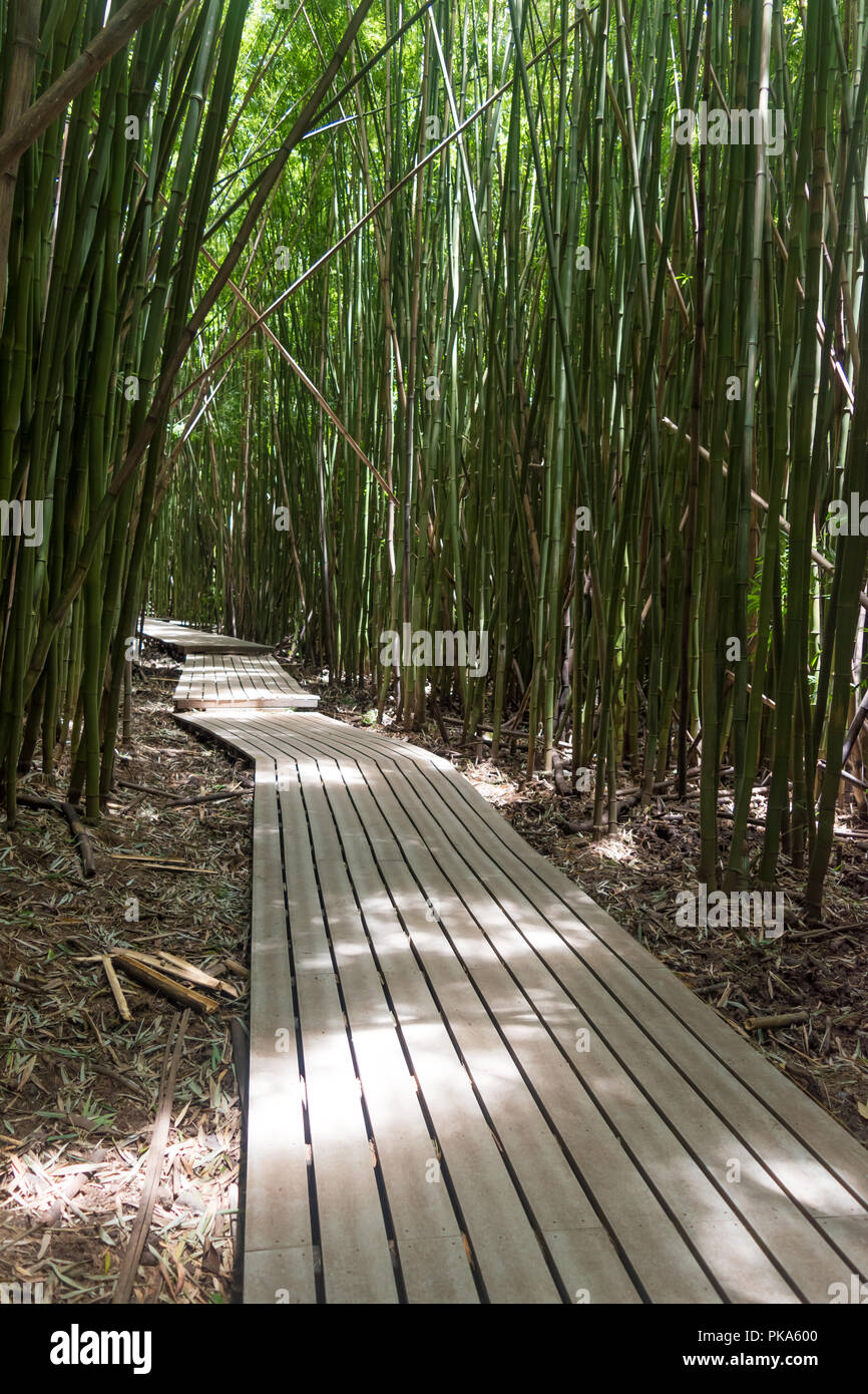 The iconic boardwalks of the Pipiwai Trail as they cut through the