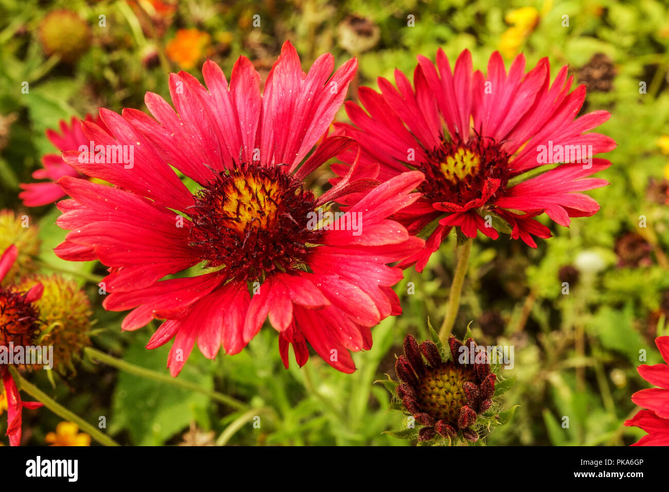 Blanket Flower, Gaillardia pulchella, 'Blood Red' Stock Photo Alamy