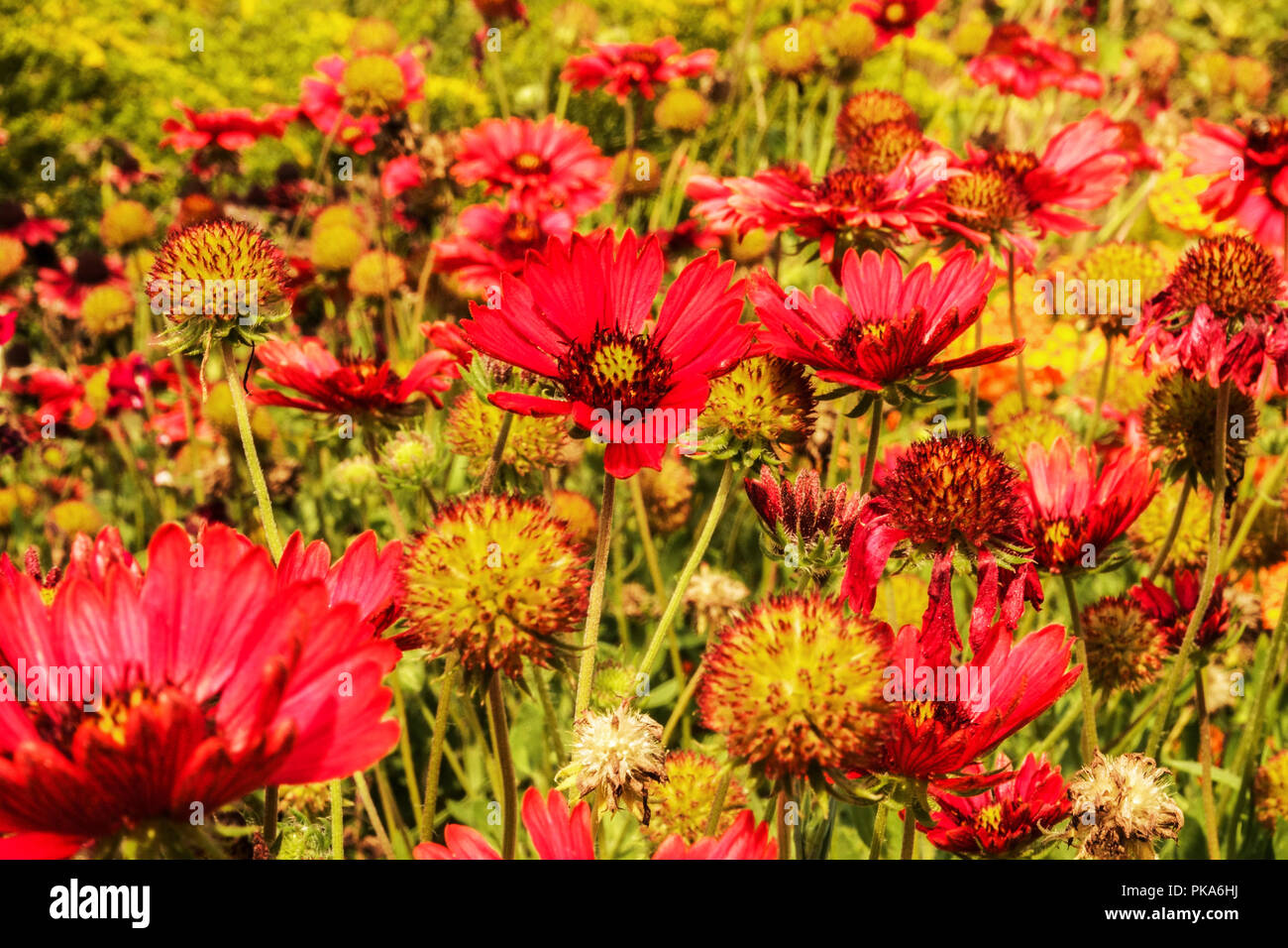 Blanket flower hires stock photography and images Alamy