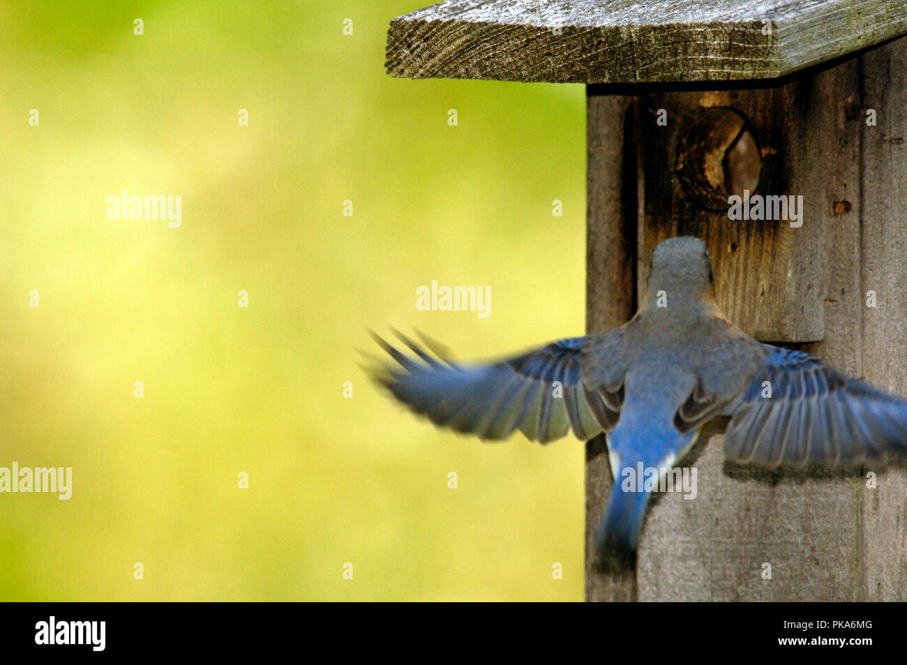 Eastern Bluebird :: Sialia sialis Stock Photo - Alamy