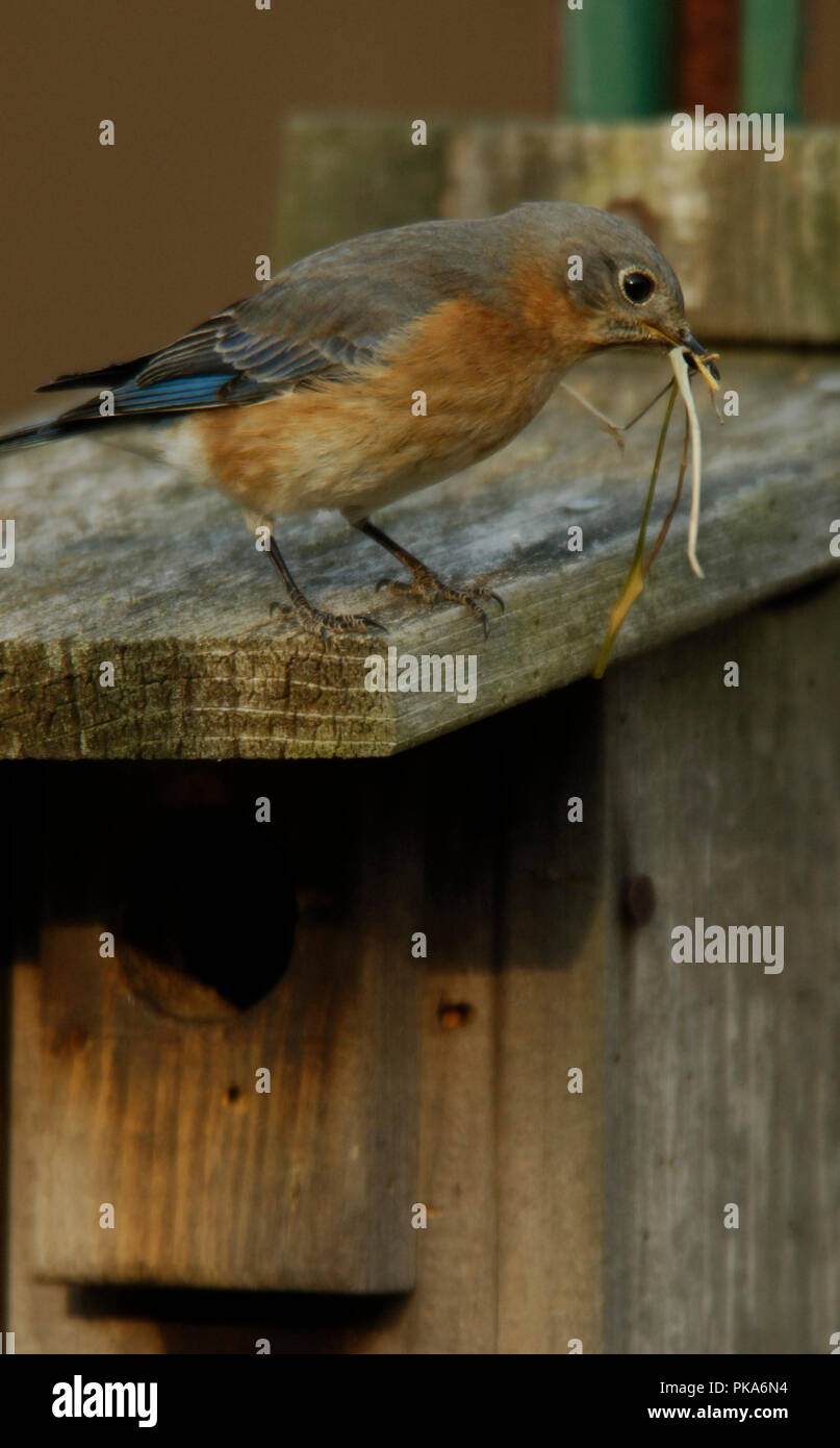 Eastern Bluebird :: Sialia sialis Stock Photo - Alamy