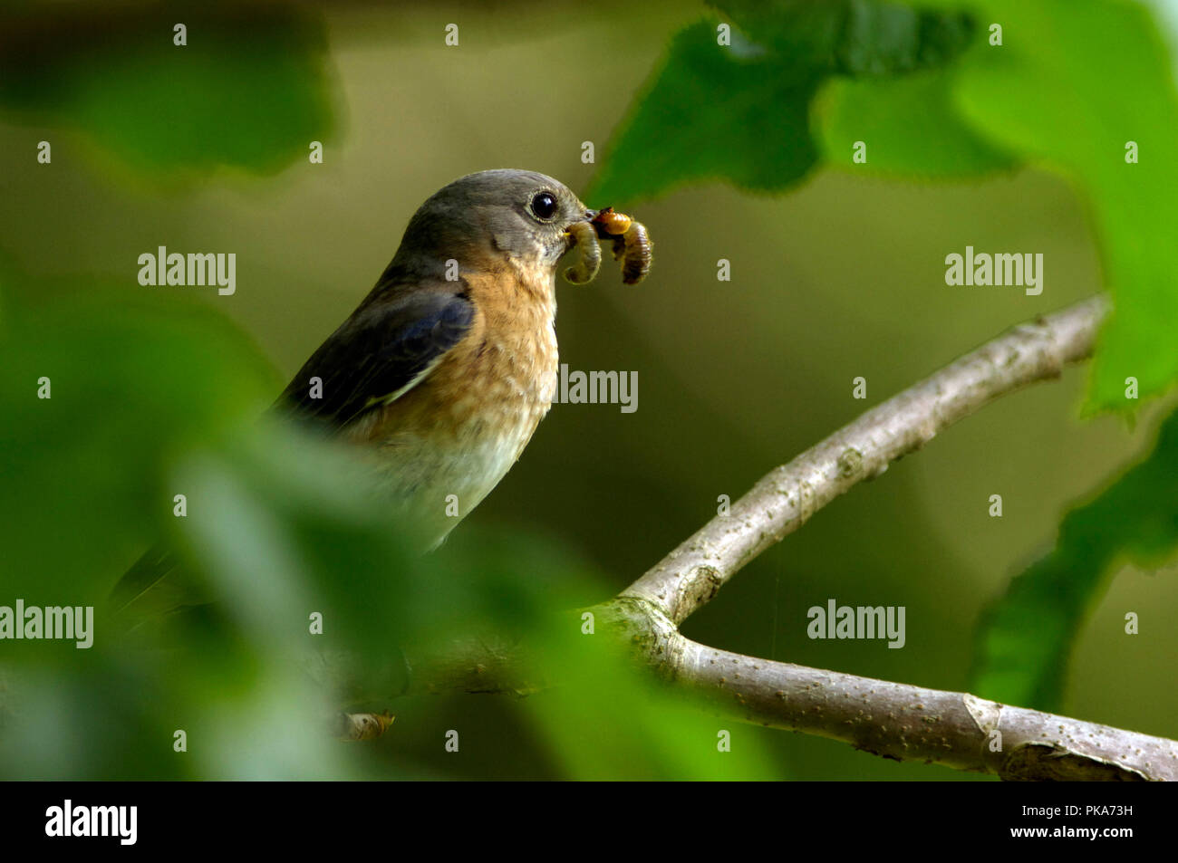 Eastern Bluebird :: Sialia sialis Stock Photo - Alamy