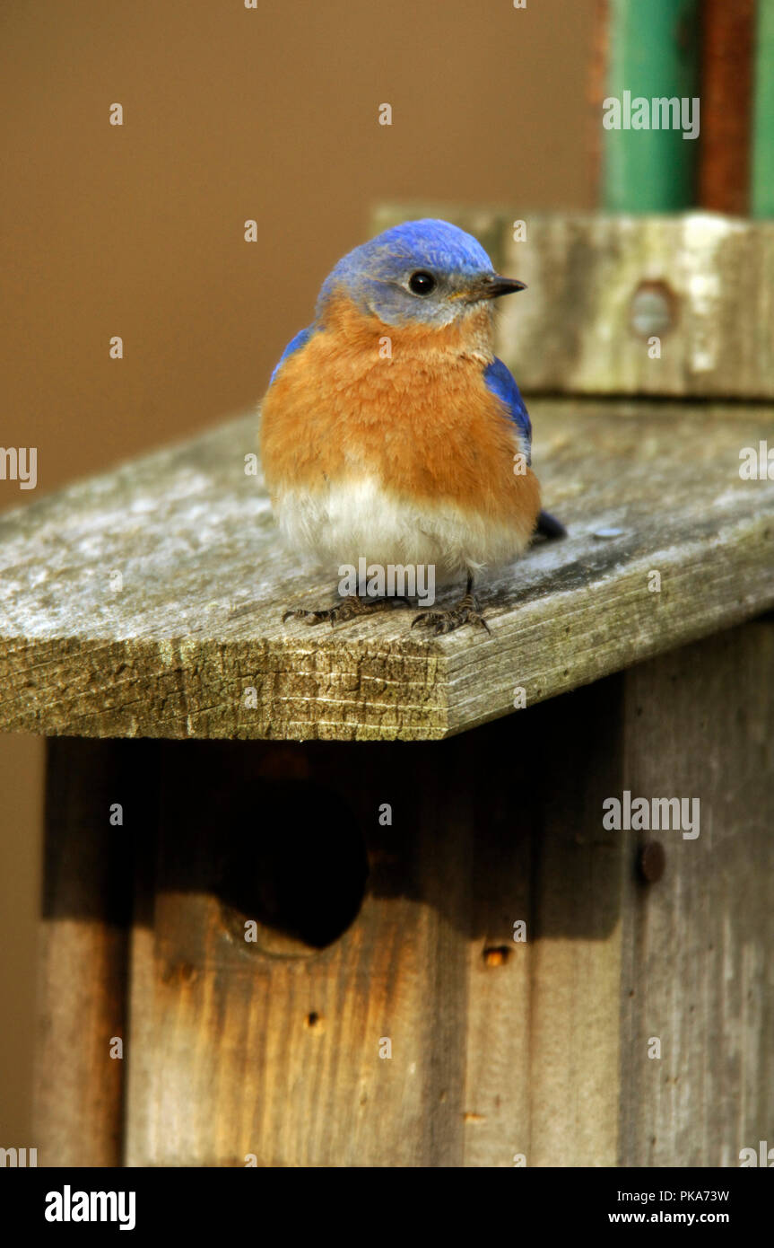 Eastern Bluebird :: Sialia sialis Stock Photo - Alamy