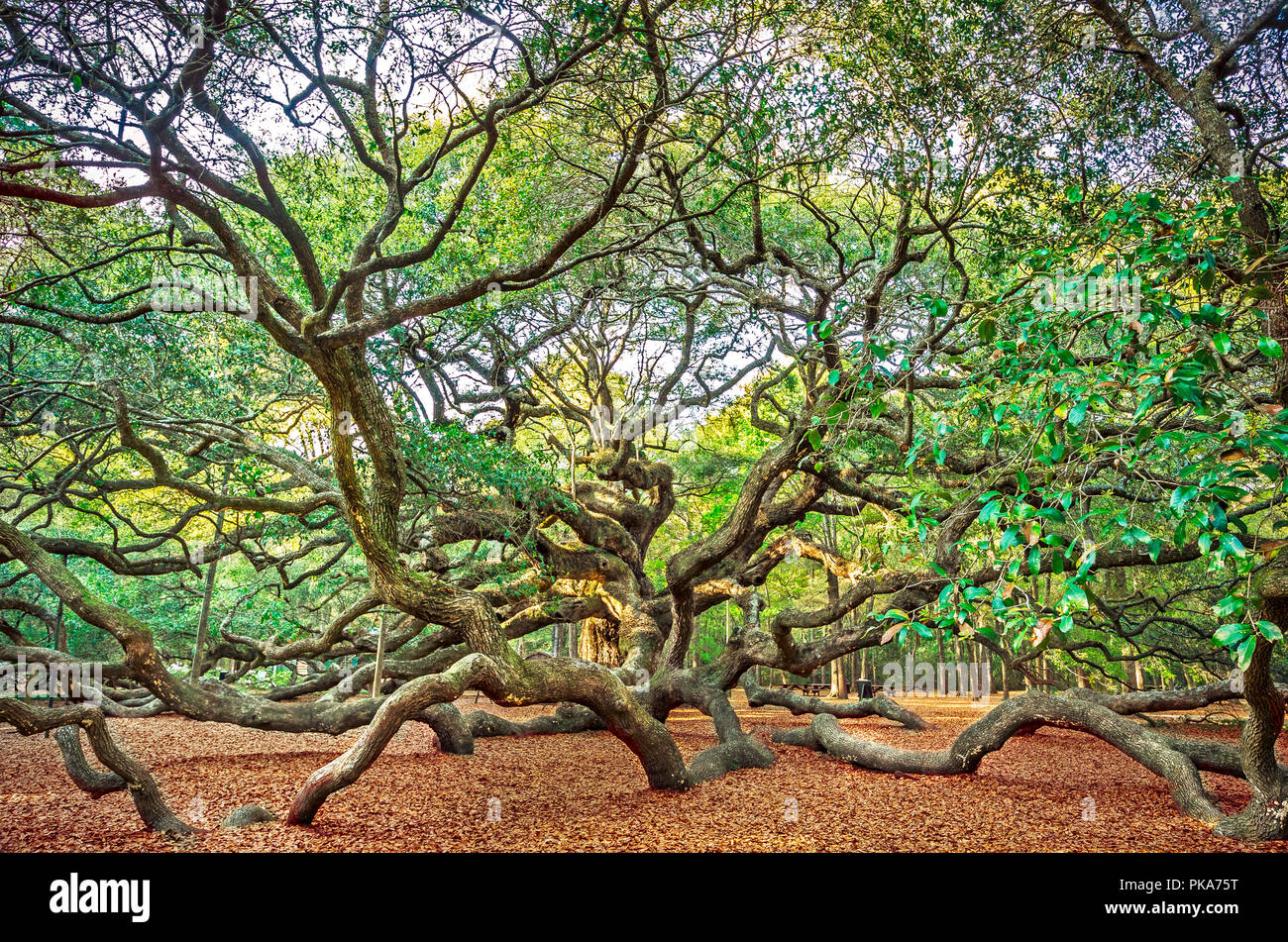 The sun sets on the Angel Oak, April 3, 2015, on Johns Island near Charleston, South Carolina. (Photo by Carmen K. Sisson/Cloudybright) Stock Photo