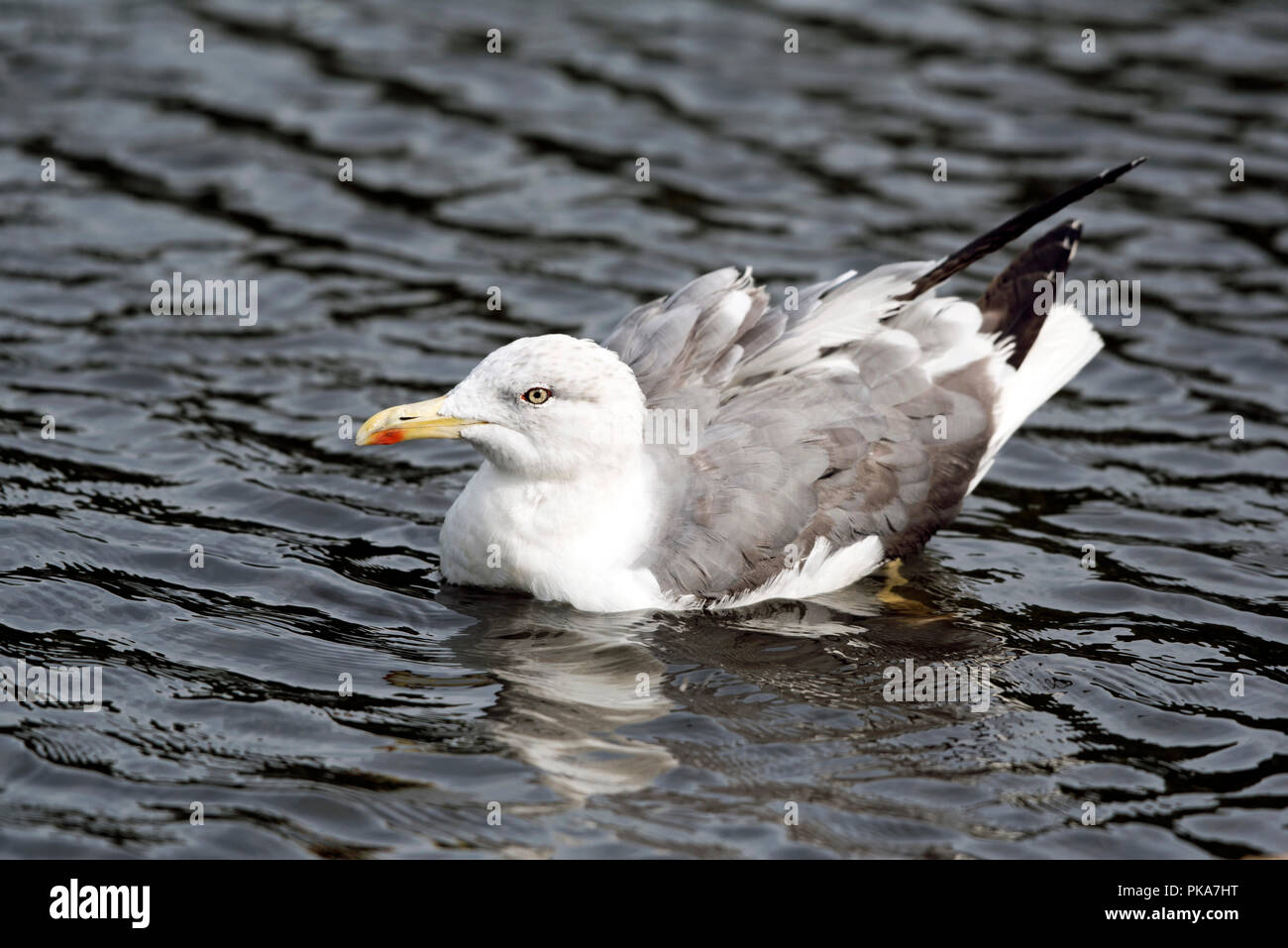 Lesser black-backed Gull - Larus fuscus on water Stock Photo