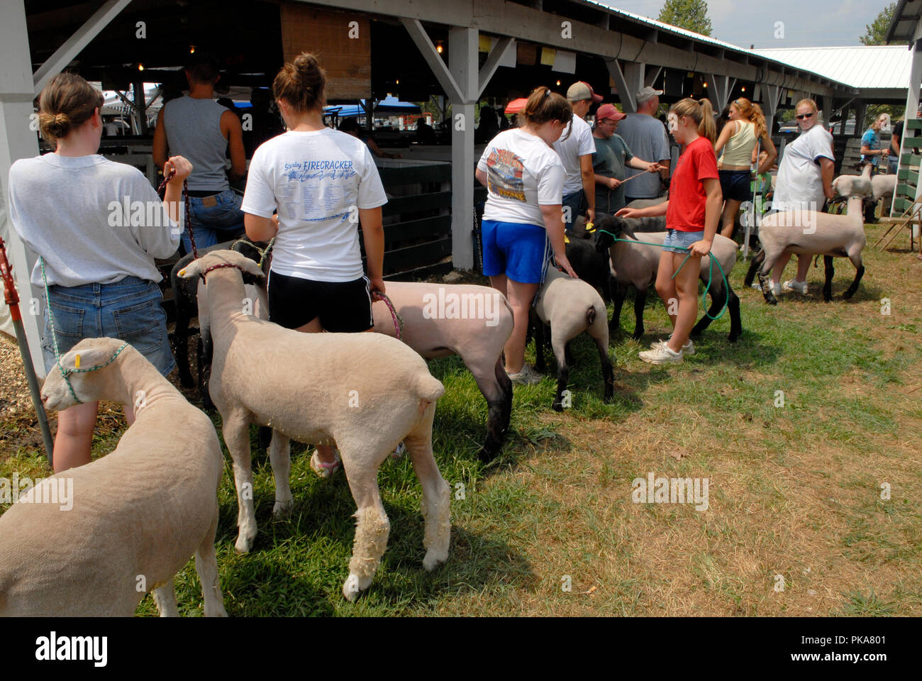Judging pigs hires stock photography and images Alamy