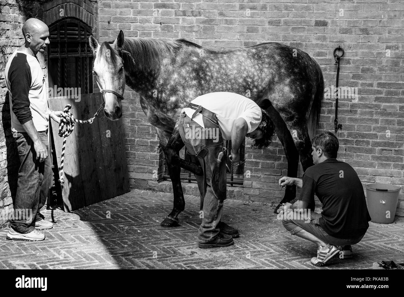 Grooms From The Lupa (She Wolf) Contrada Shoeing Their Horse, Palio di Siena, Siena, Italy Stock Photo