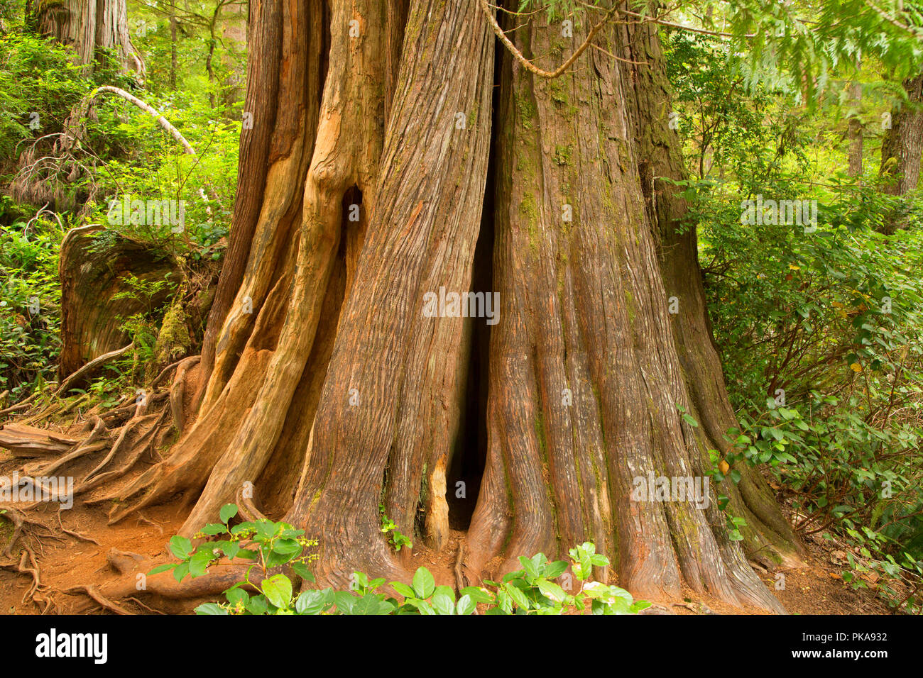 Western red cedar along Rainforest Trail B, Pacific Rim National Park, British Columbia, Canada Stock Photo