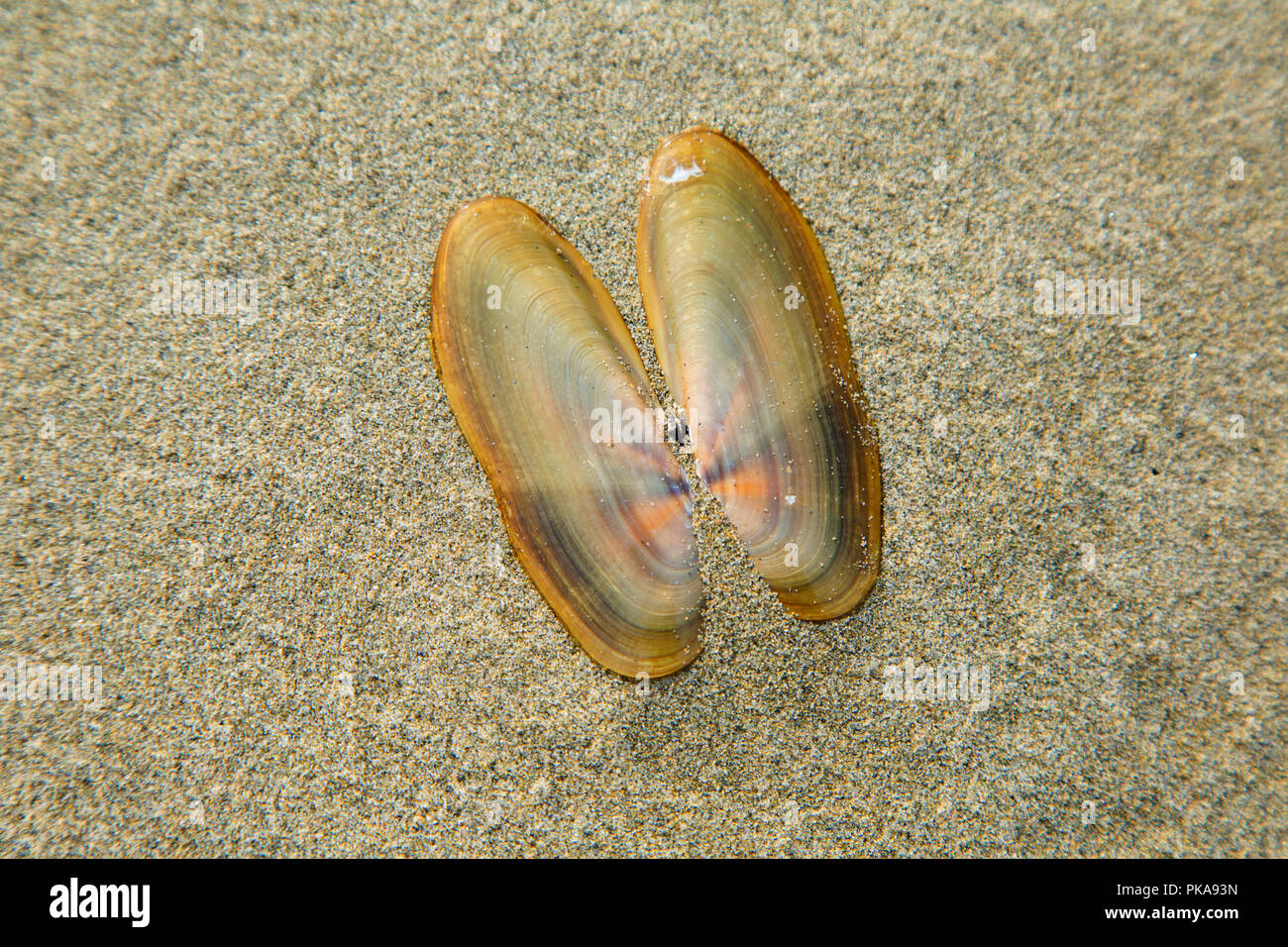 Razor clam shell on Long Beach, Pacific Rim National Park, British