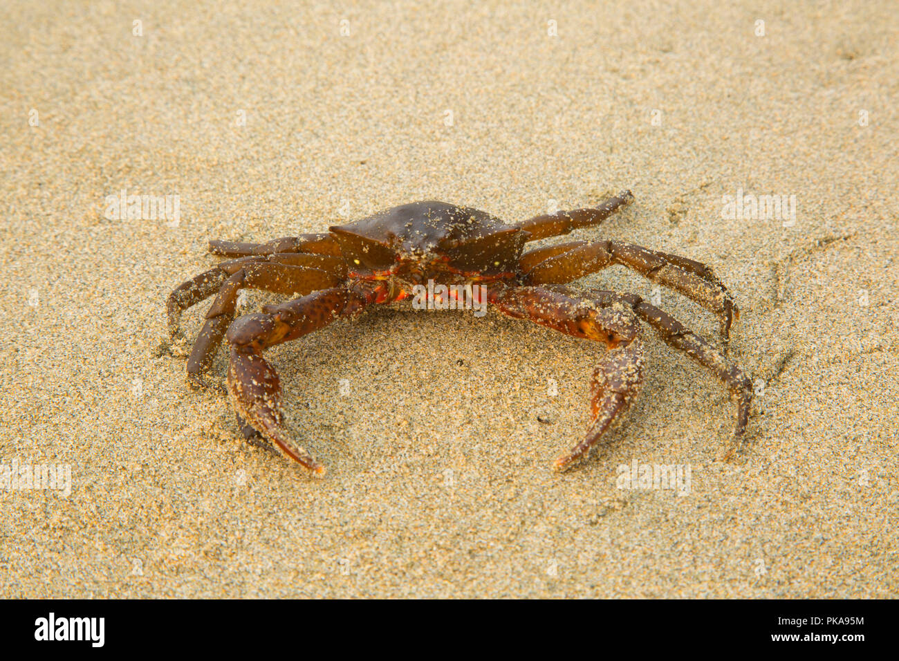 Kelp crab hires stock photography and images Alamy