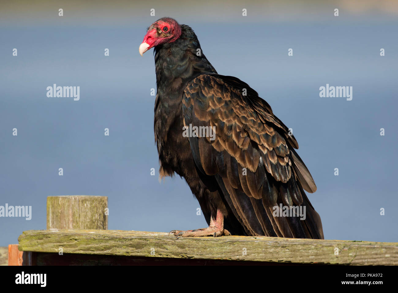 Turkey vulture on Port of Alsea Moorage Dock, Robinson Park, Waldport
