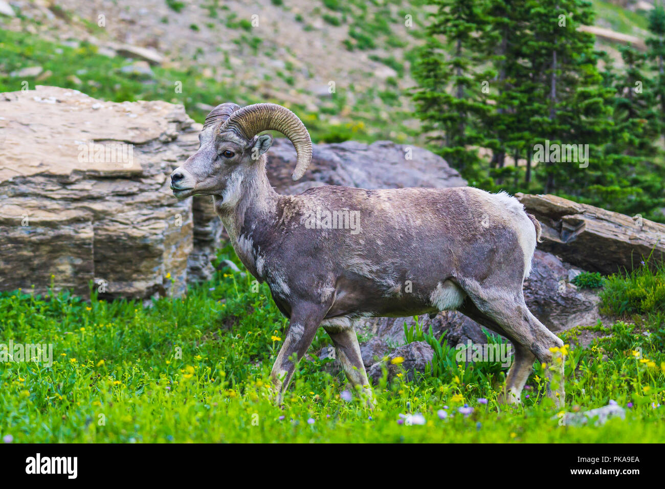 big horn sheep at Glacier national park,Montana,usa Stock Photo Alamy
