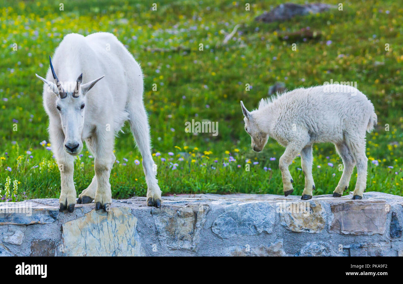 Mountain goat banff national park hires stock photography and images