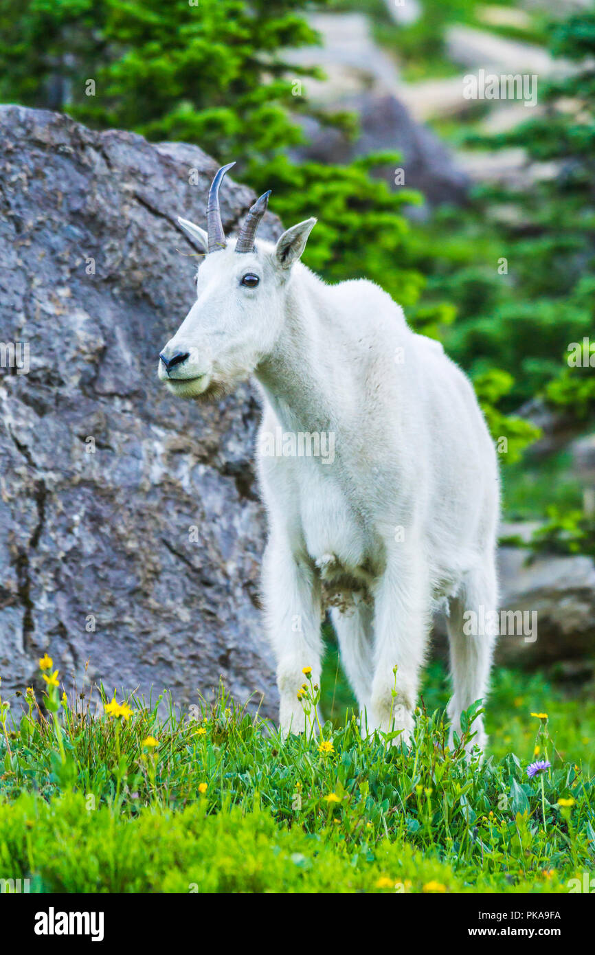 Mountain goat banff national park hires stock photography and images