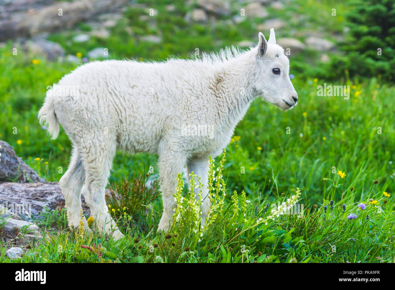 Mountain goat banff national park hires stock photography and images