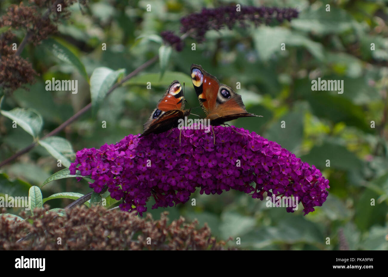 Peacock butterflies hires stock photography and images Alamy