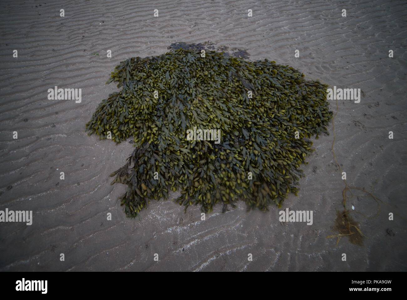 Pile of channelled wrack seaweed on a sandy beach Stock Photo