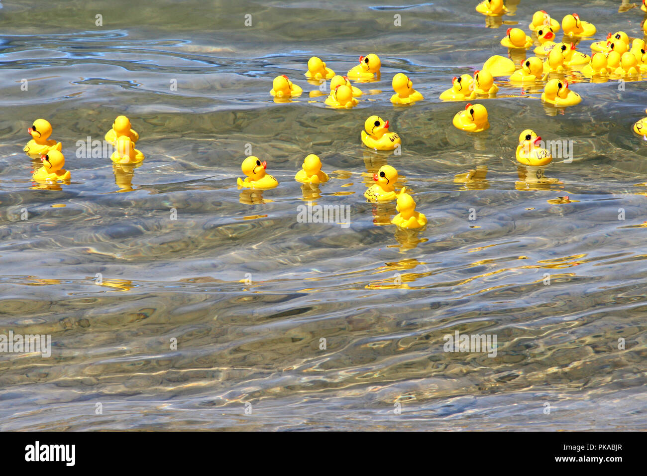 Scattered yellow rubber duckies on clear water Stock Photo