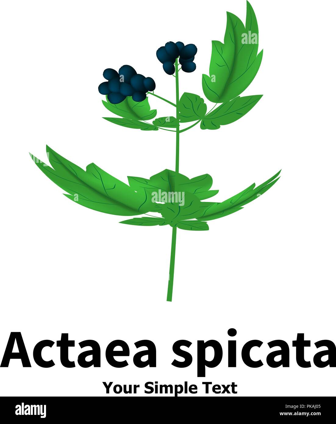 Plant with poisonous berries Actaea spicata Stock Vector