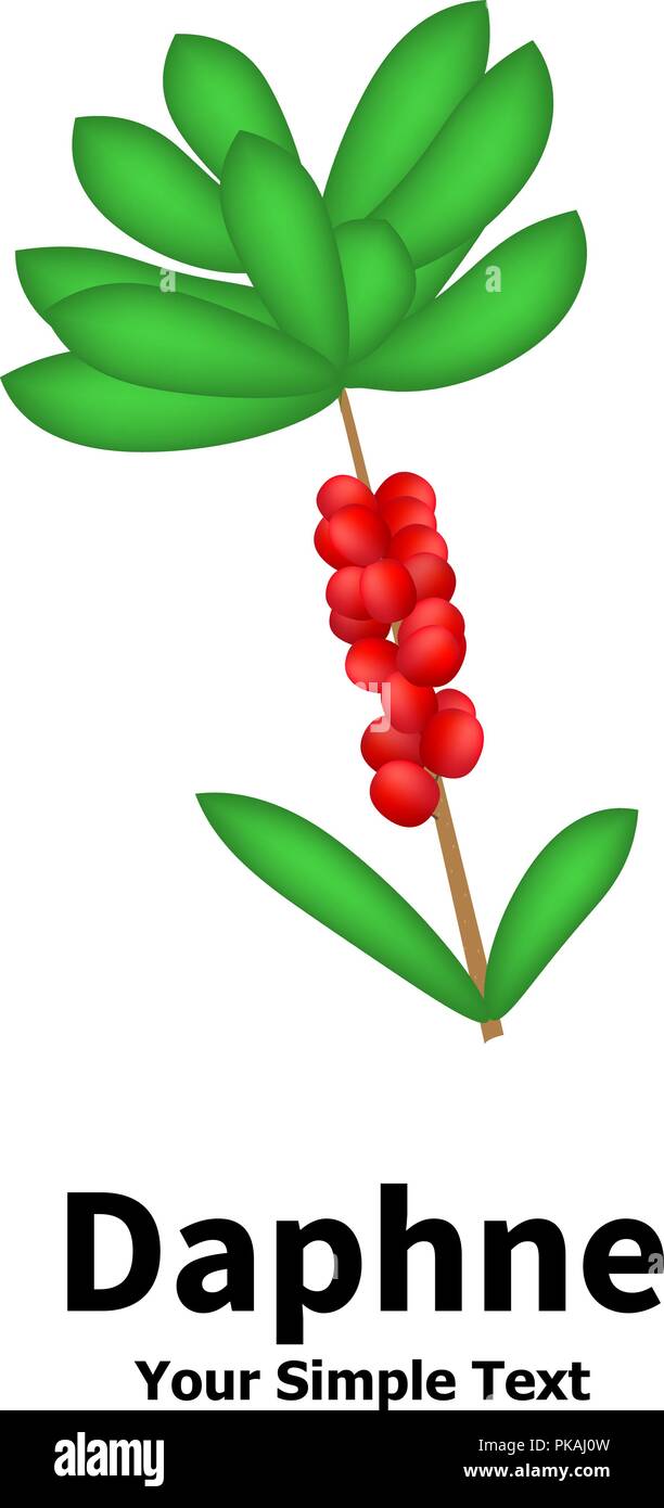 Plant with poisonous berries Daphne Stock Vector