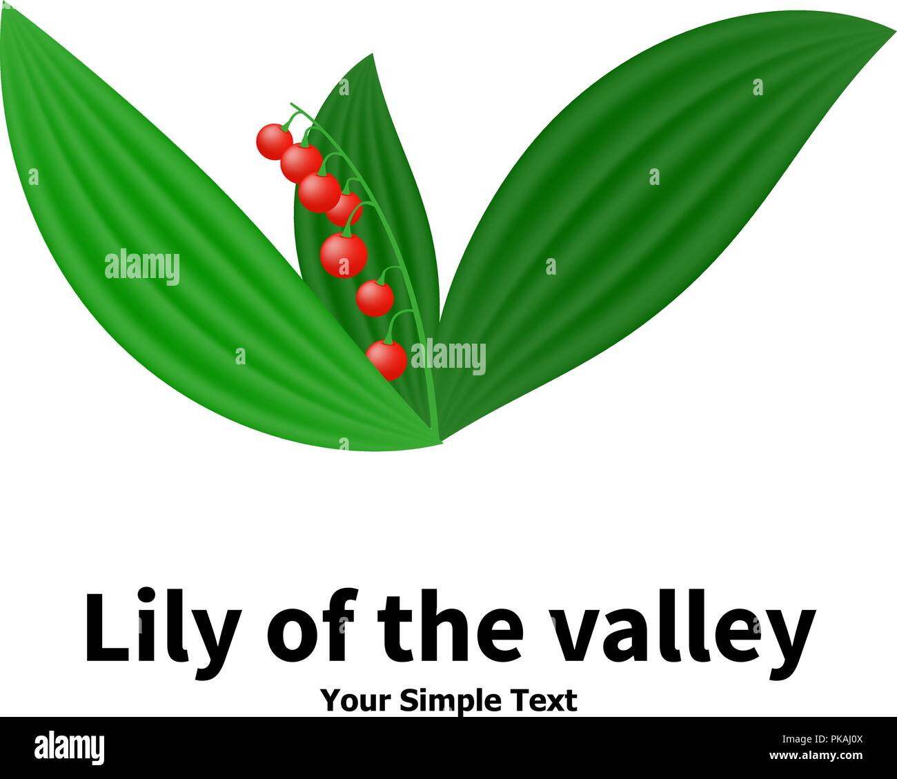 Plant with poisonous berries lily of the valley Stock Vector