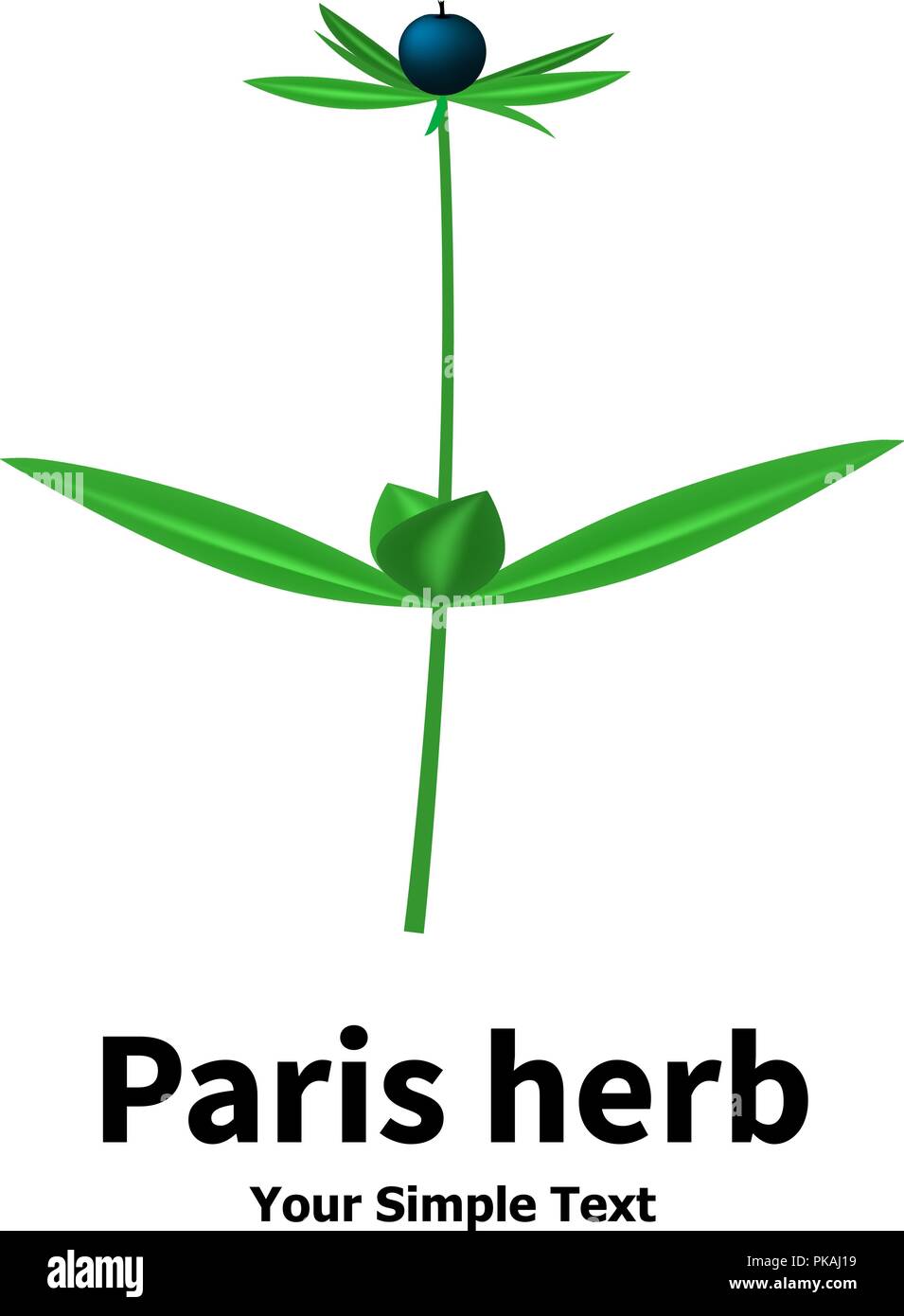Plant with poisonous berries Paris herb Stock Vector