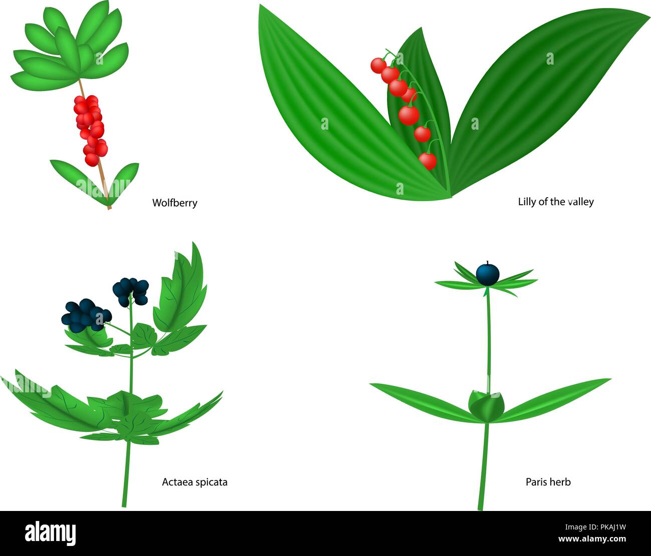 Vector illustration of forest poisonous berries Stock Vector
