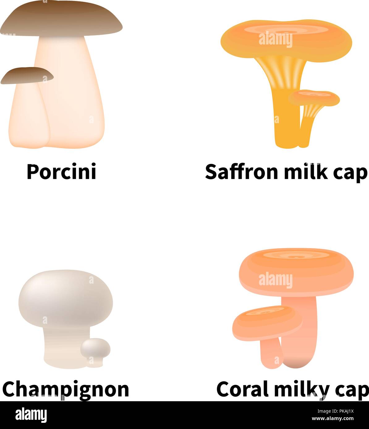 Vector illustration of edible mushrooms Stock Vector