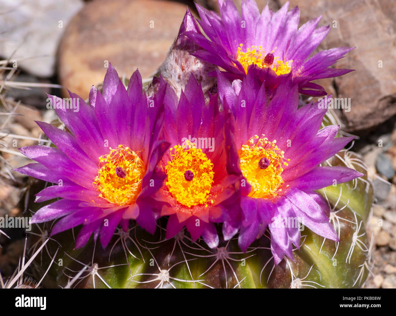 closeup of four dazzling purple and yellow parodia ball cactus flowers Stock Photo