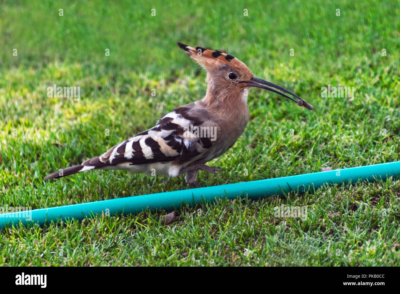 Lawn grub bird hires stock photography and images Alamy