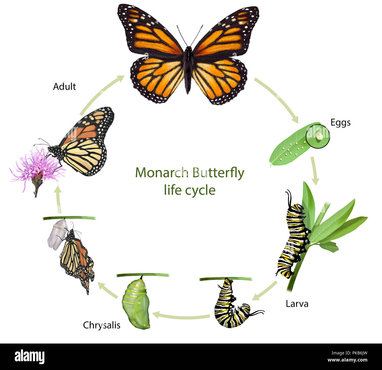 Digital illustration of a monarch butterfly life cycle Stock Photo - Alamy