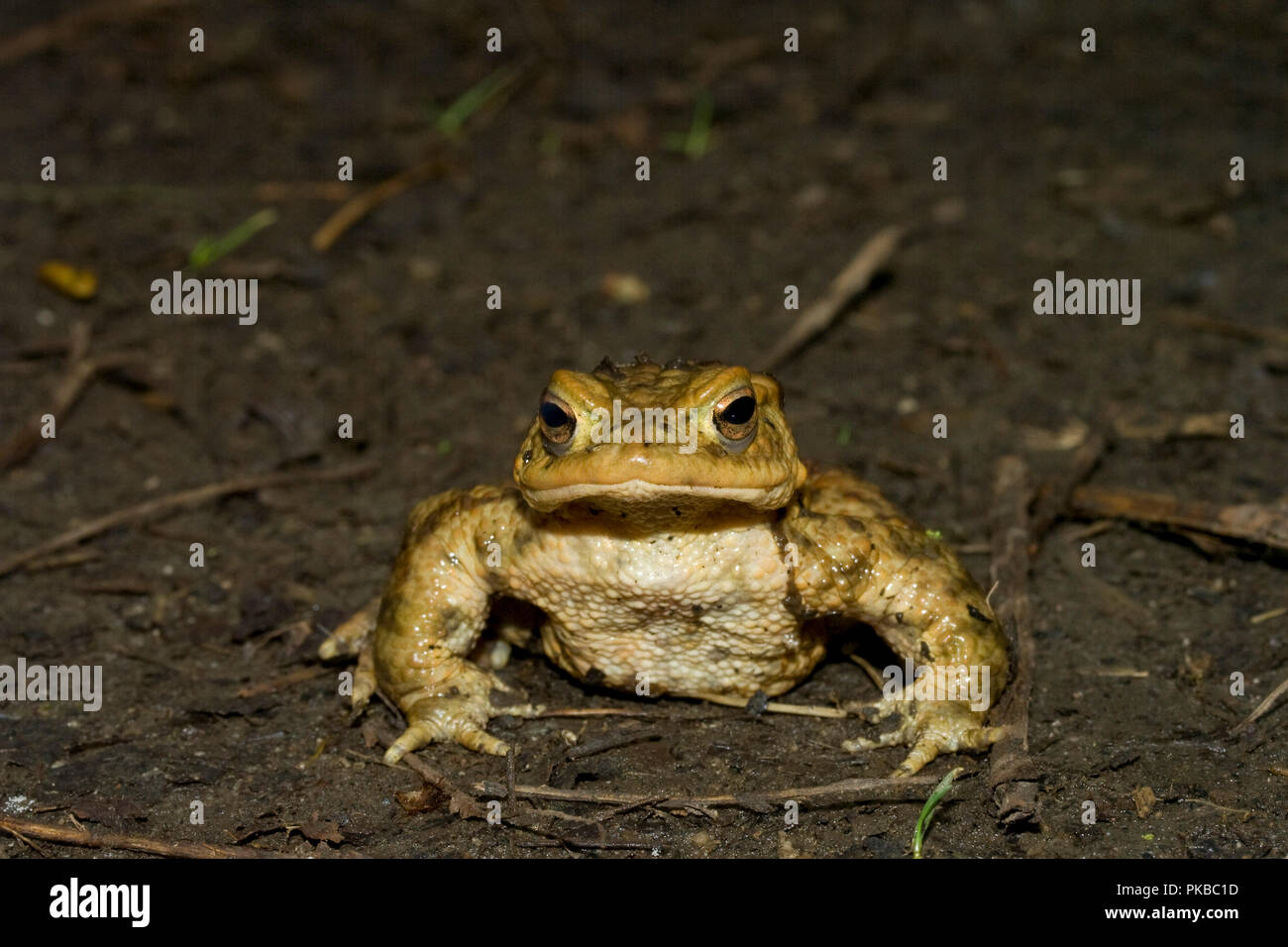 Male Common Toad, UK Stock Photo