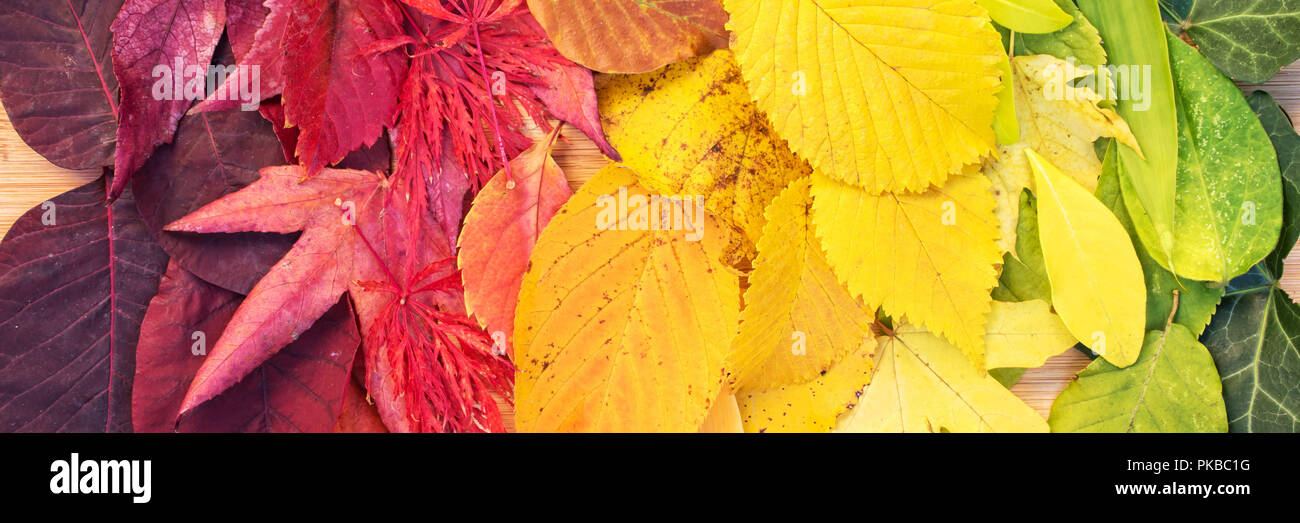 Rainbow of colorful autumnal leaves, panorama Stock Photo