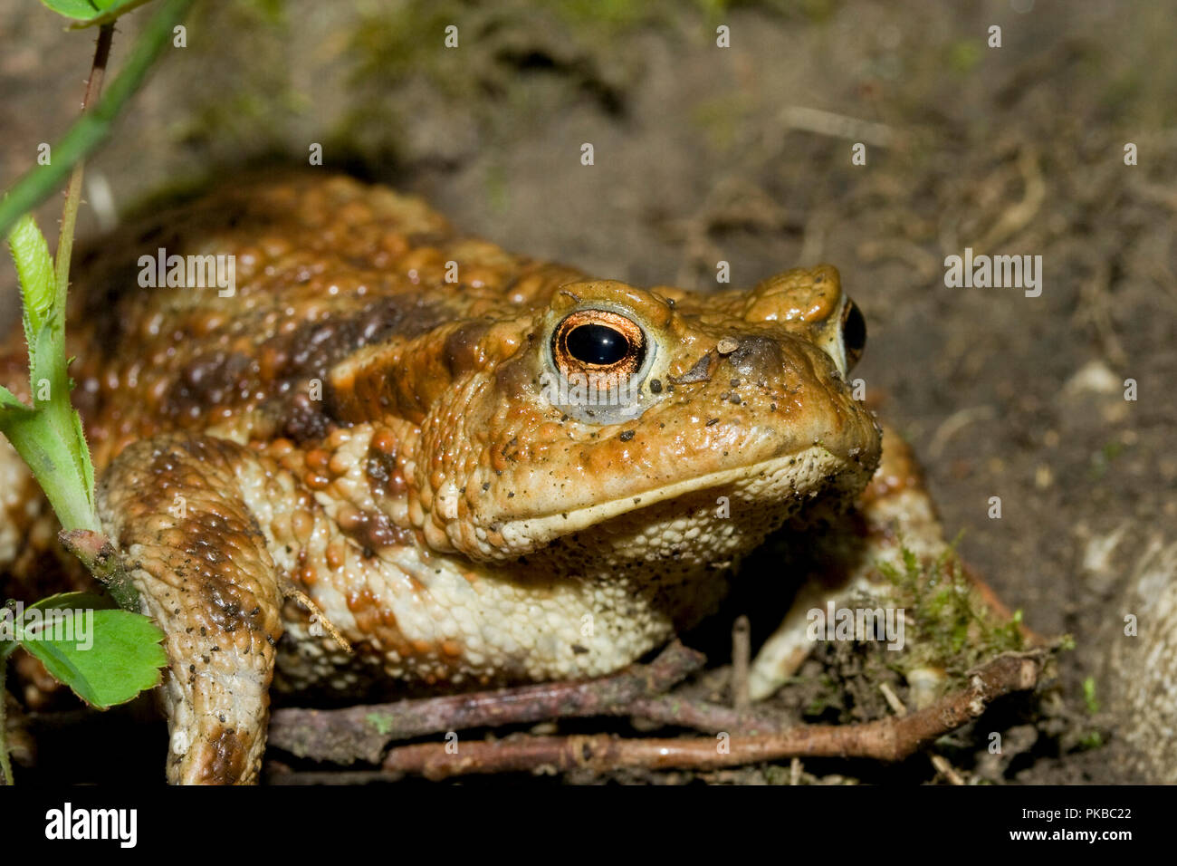 Male Common Toad, UK Stock Photo