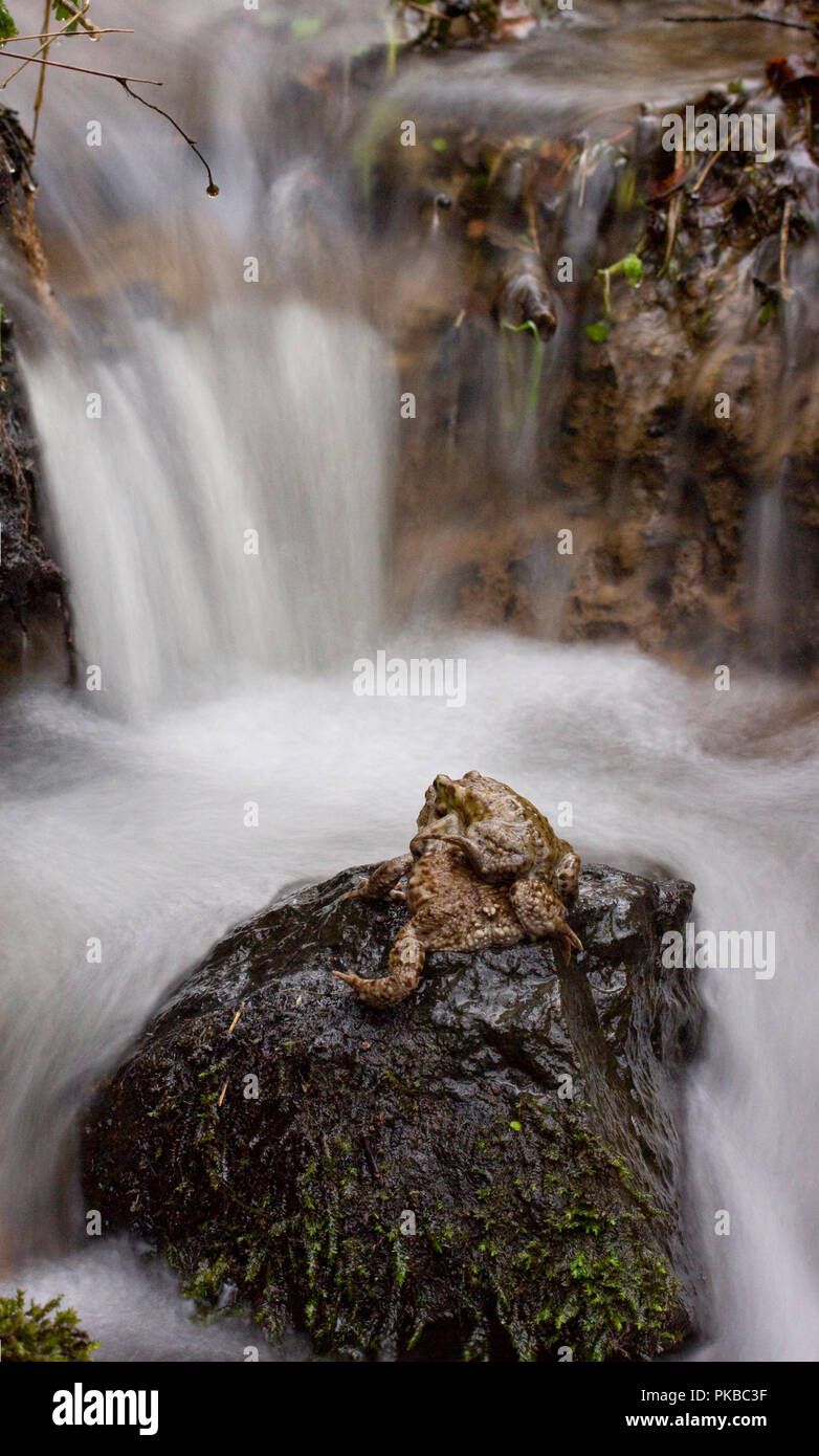 Common Toad, with waterfall, UK Stock Photo - Alamy