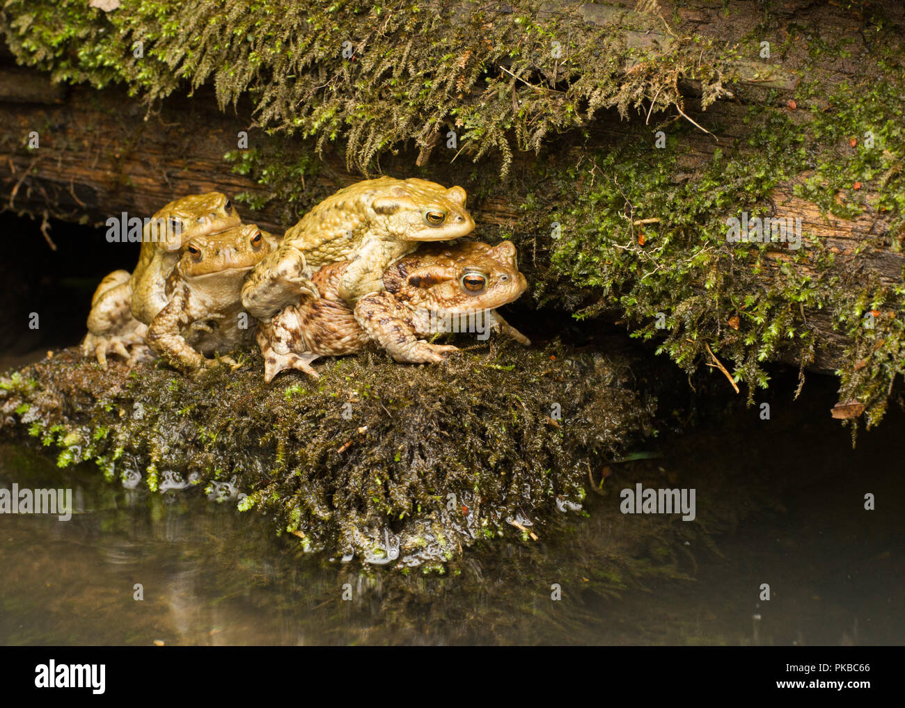 Pair of Common Toad, UK Stock Photo