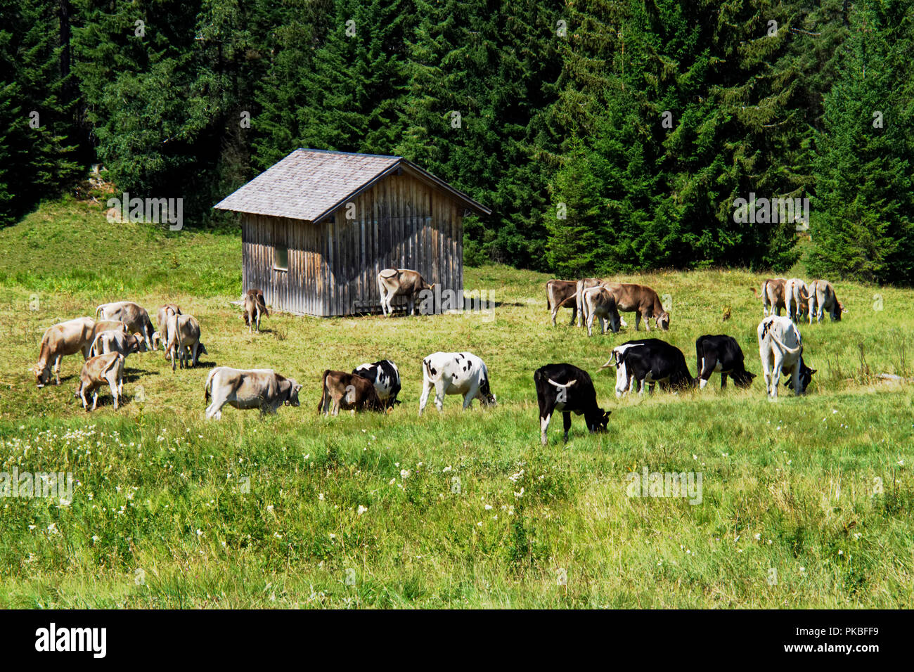 Brown Swiss cattle graze on alpine meadows above Hittisau in teh