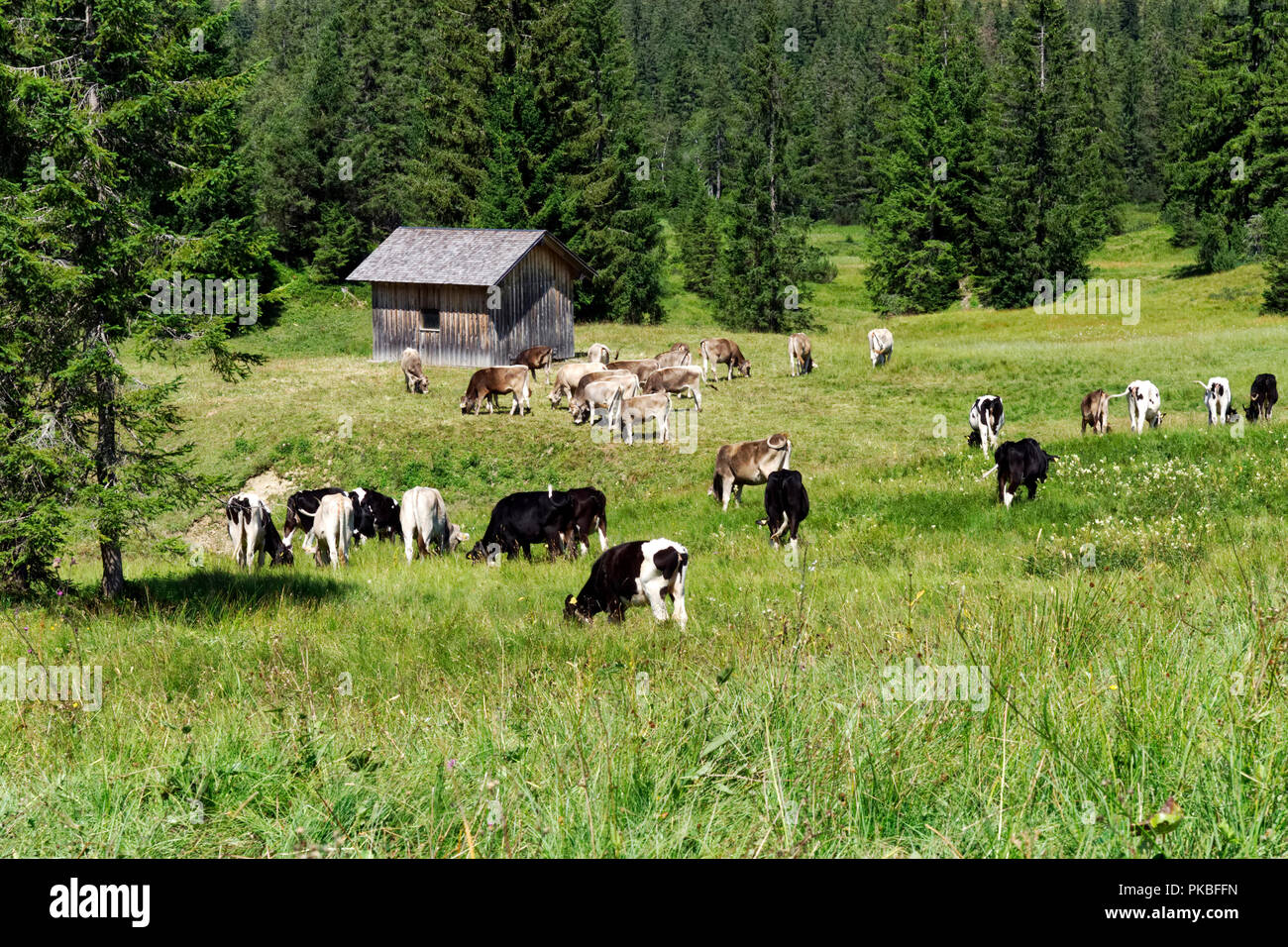Brown Swiss cattle graze on alpine meadows above Hittisau in teh Ustrian Alps with a typical mountain hut in the background. Stock Photo
