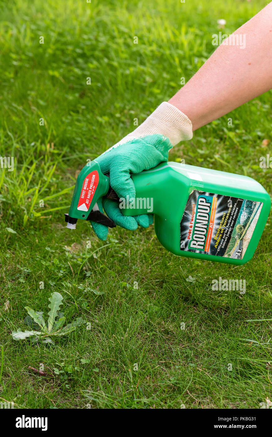 Paris, France - August 15, 2018 : Gardener using Roundup herbicide in a french garden. Roundup is a brand-name of an herbicide containing glyphosate,  Stock Photo