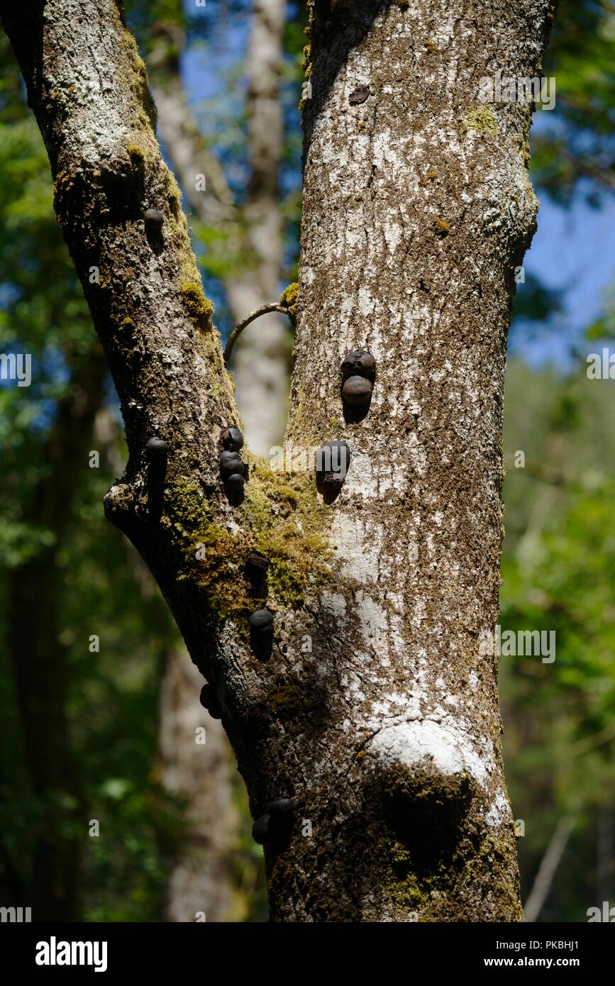 Daldinia concentrica saprophytic  fungus, King Alfreds Cakes, Cramp Ball, Coal Fungus on standing deadwood, Ash tree, Wales, UK Stock Photo