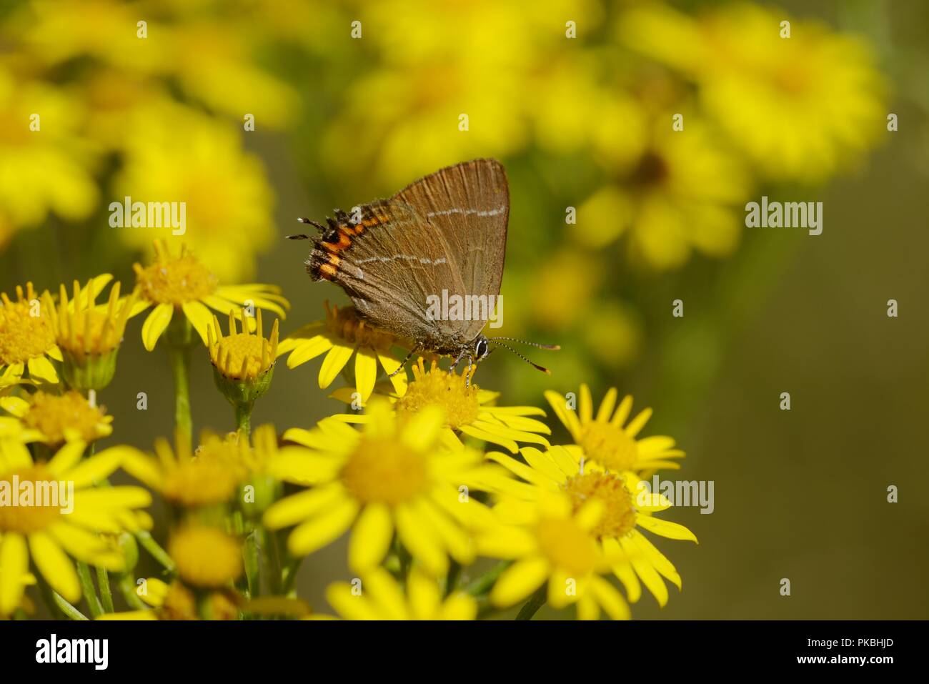 Satyrium w-album, White Letter Hairstreak butterfly feeding on Senecio jacobaea, Ragwort flowers, Wales, UK. Stock Photo