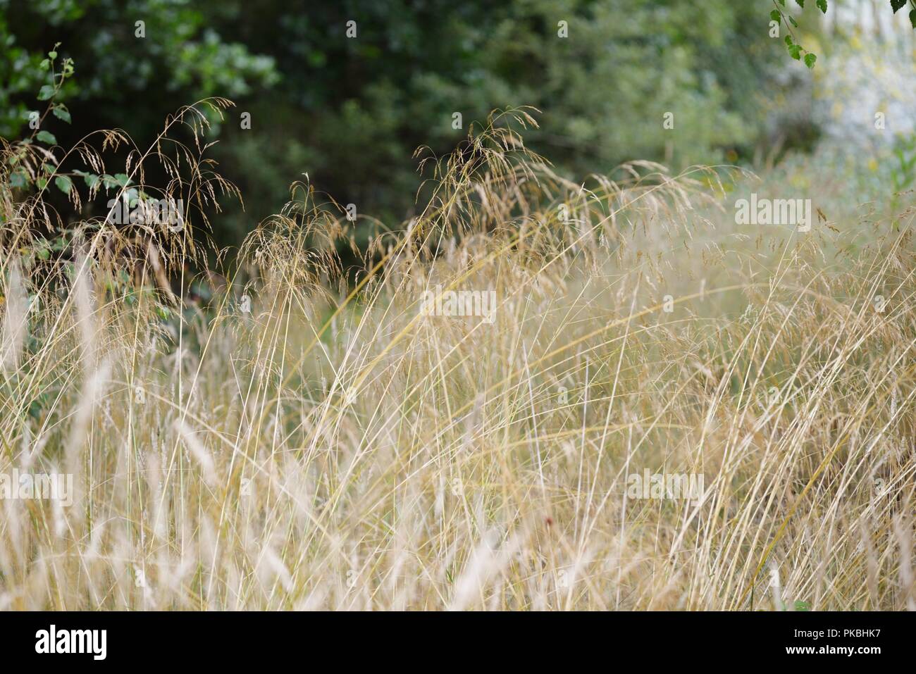 Deschampsia caespitosa, Tufted Hair Grrass or Tussock Grass, Wales, UK. Stock Photo