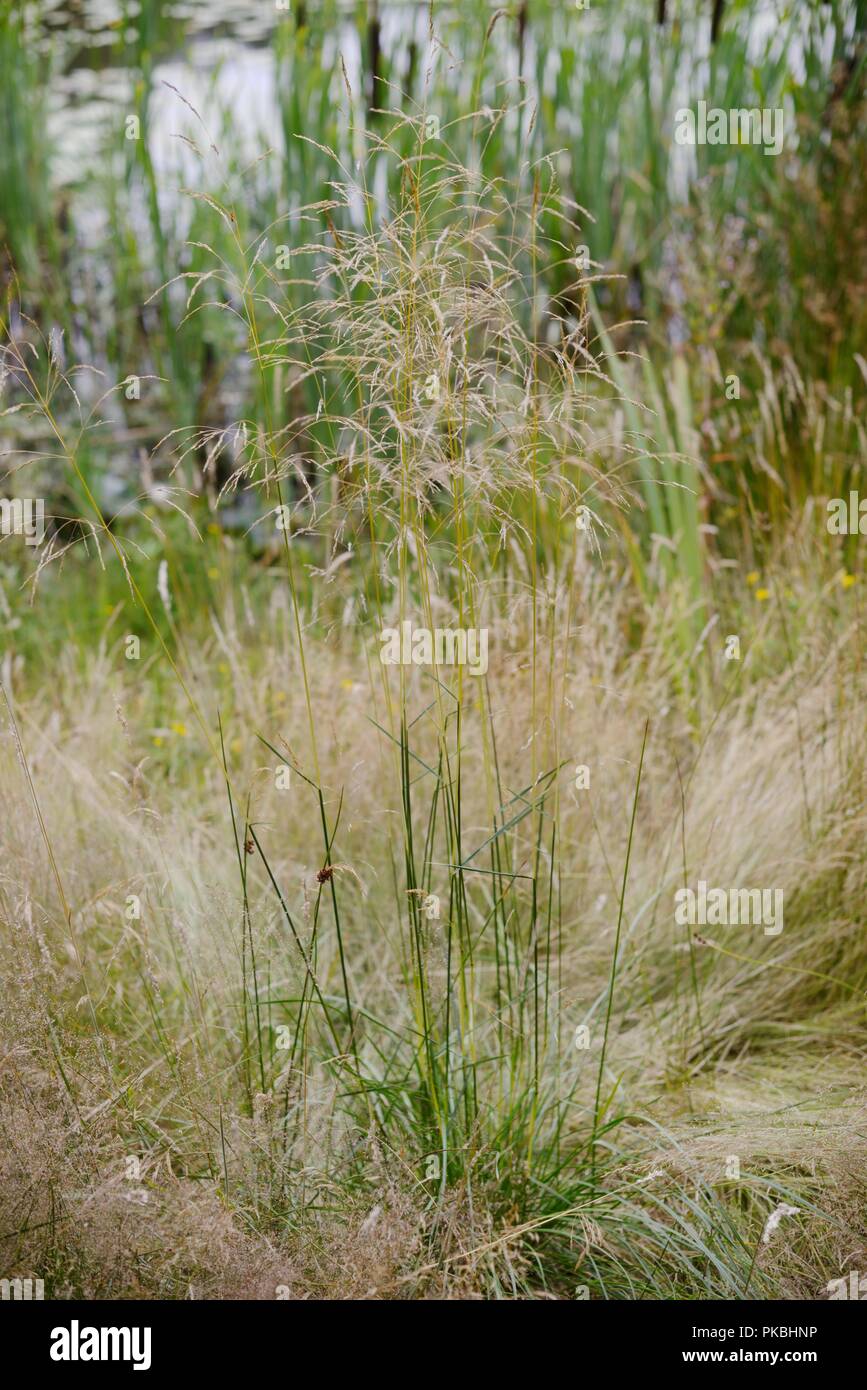 Deschampsia caespitosa, Tufted Hair Grrass or Tussock Grass, Wales, UK. Stock Photo