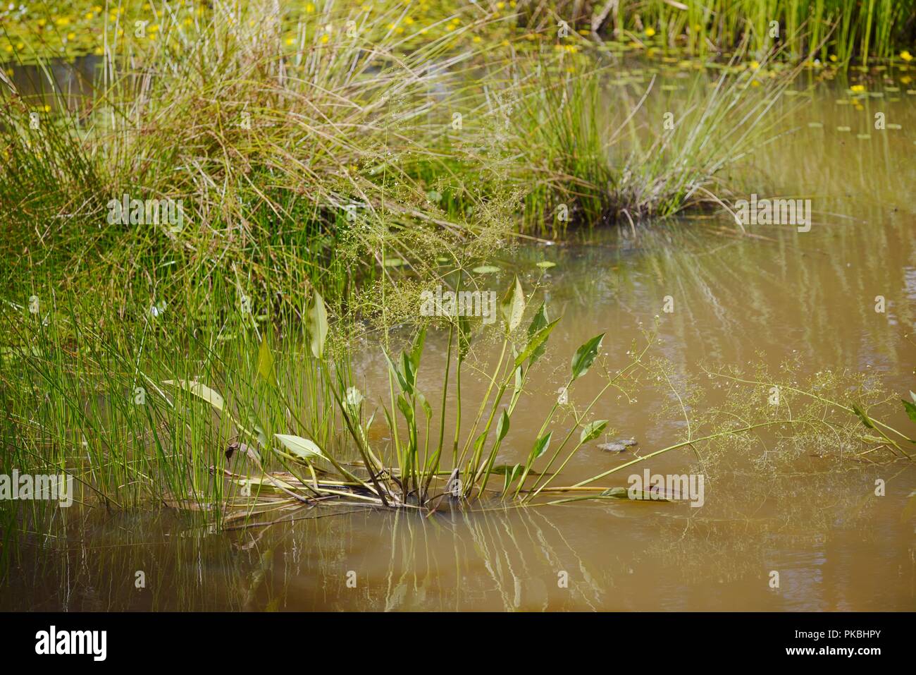 Alisima plantego aquatica, Common Water Plantain growing at a pond edge, Wales, UK Stock Photo