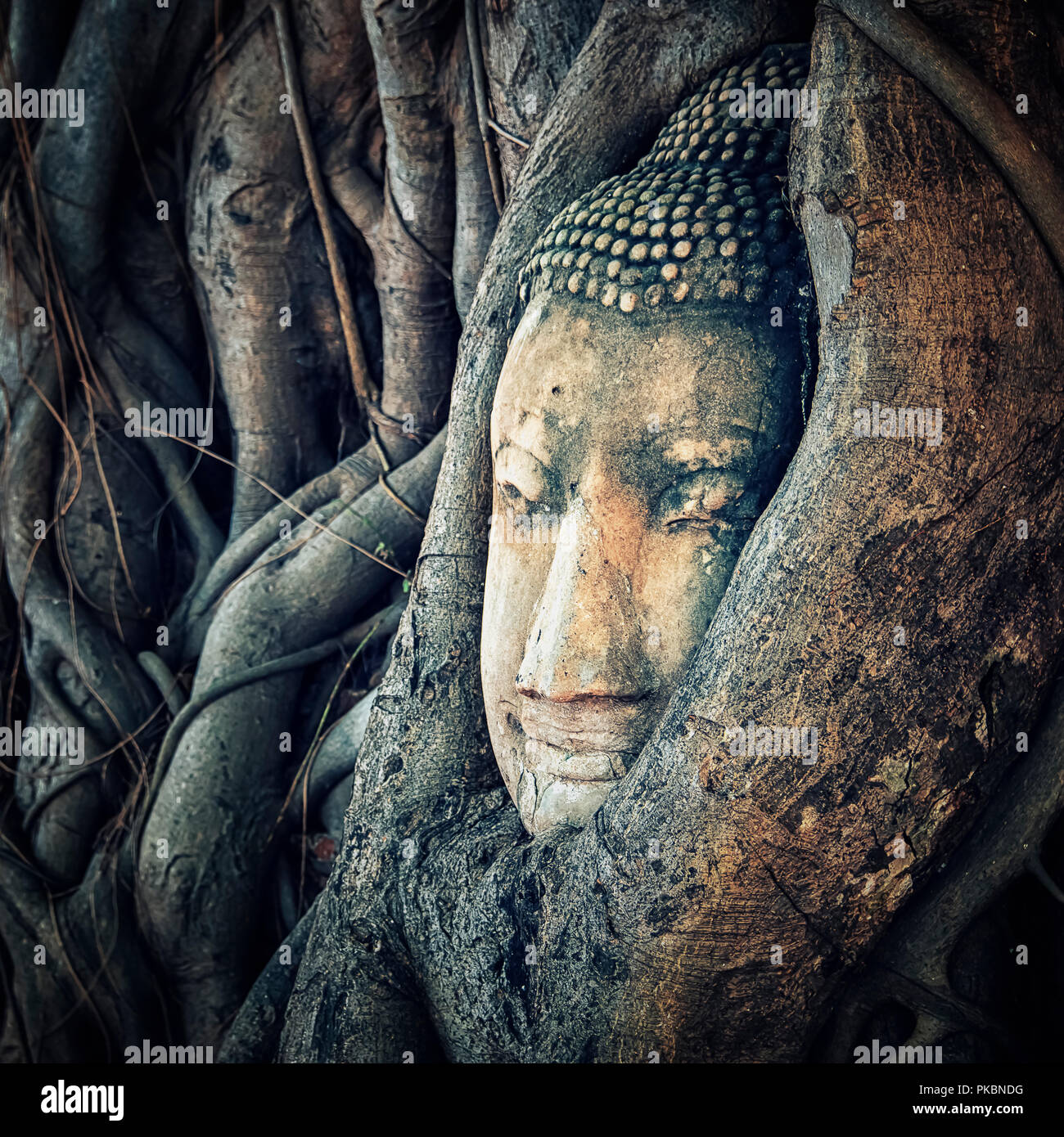 Buddha head in wat Mahathat Ayutthaya Stock Photo